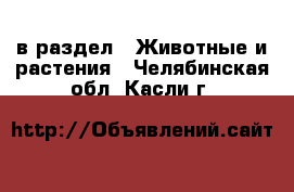  в раздел : Животные и растения . Челябинская обл.,Касли г.